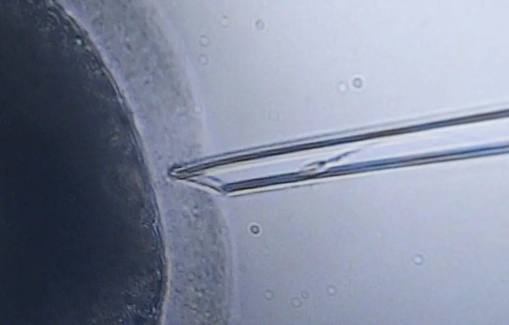A frozen egg’s exciting future.