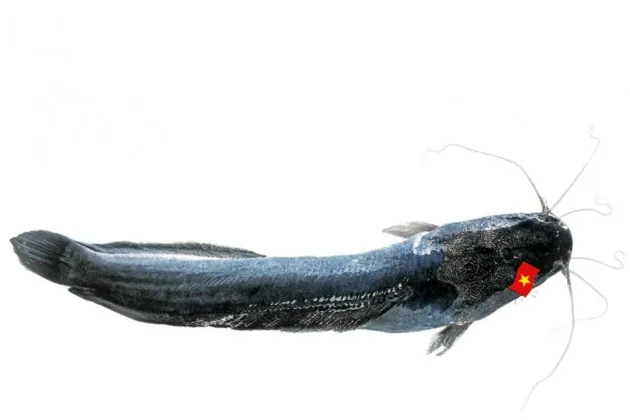 The Catfish Wars Could Derail U.S.-Asia Trade