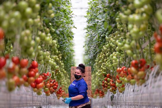 Vertical Farms Rush to Improve Kale Salad on a Path to Profitability