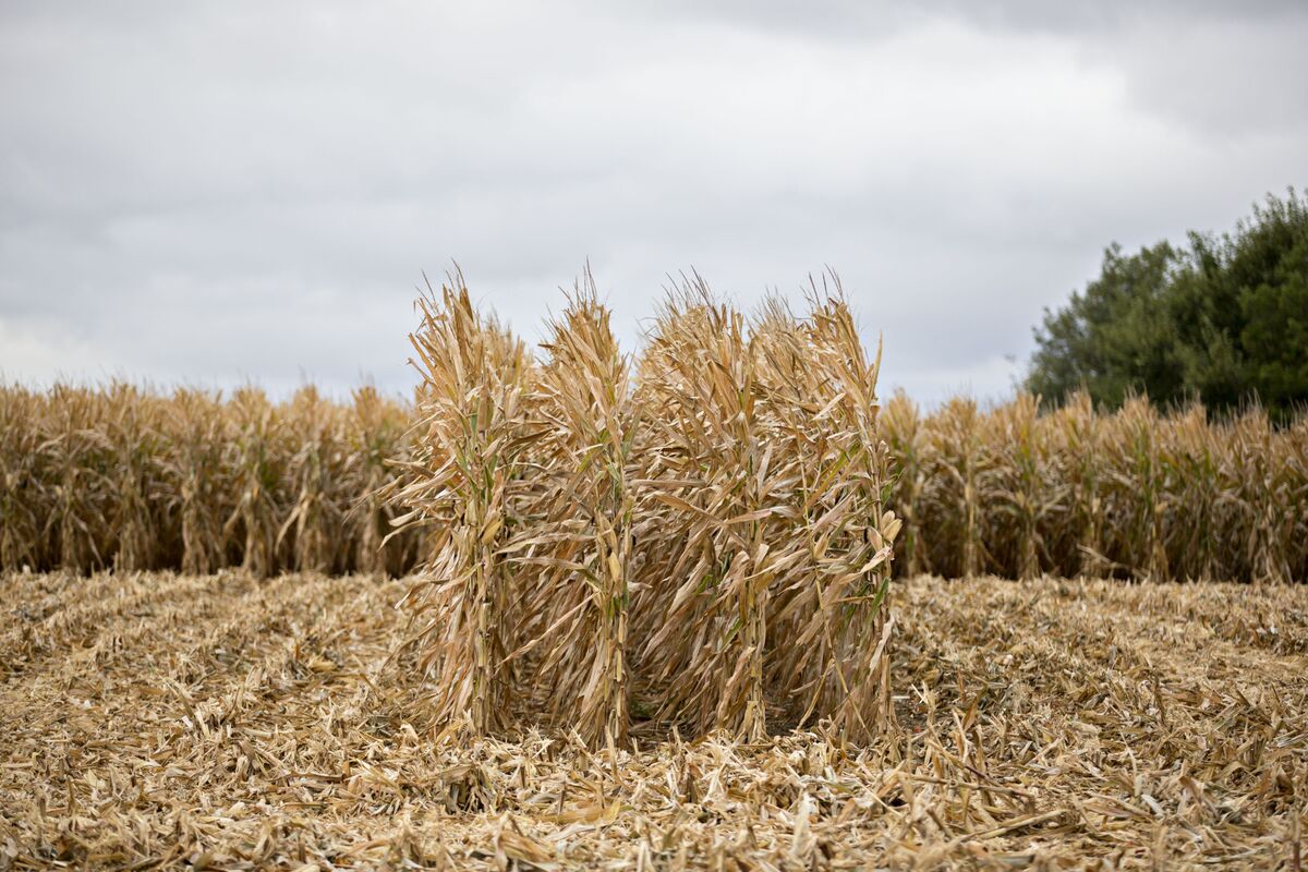 Corn Set for Worst Quarter in Five Years as Harvest Looms