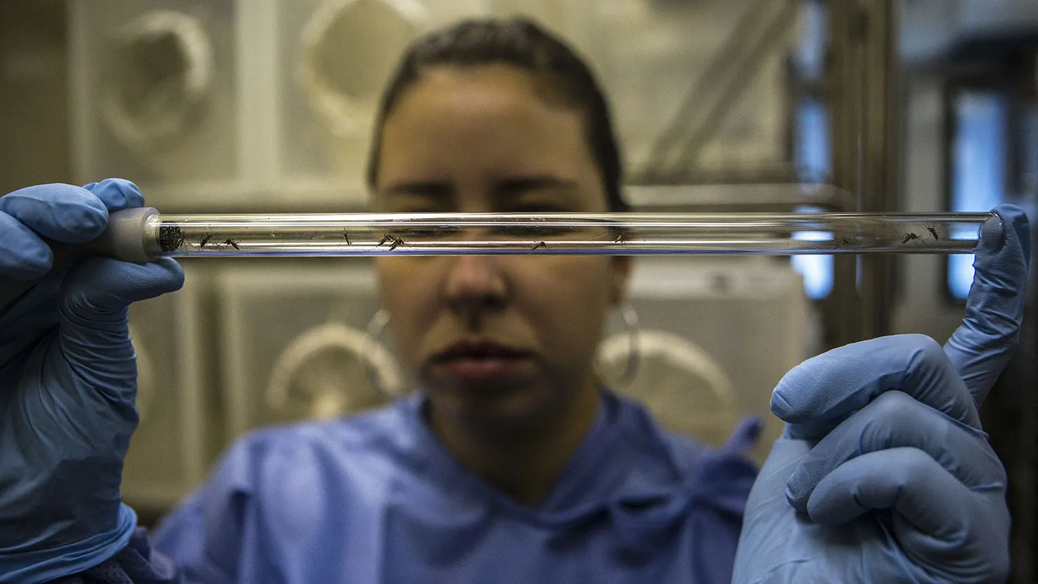 A lab technician displays Aedes aegypti mosquitoes infected with Wolbachia bacteria in a test tube for a photograph at the Oswaldo Cruz Foundation (Fiocruz) in Rio de Janeiro, Brazil, on Feb. 19, 2016.
