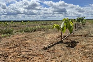 Brazil New Cocoa Fronteir