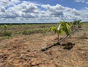 relates to Brazil's Bahian Farmers Plant Cocoa Trees as Ivory Coast, Ghana Production Falls