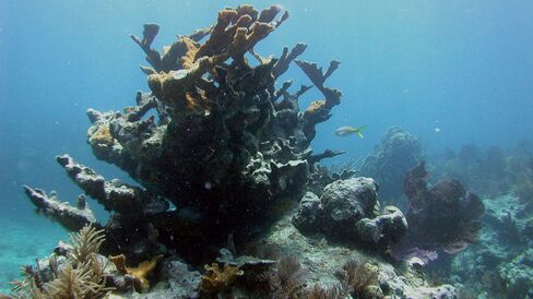 Elkhorn coral