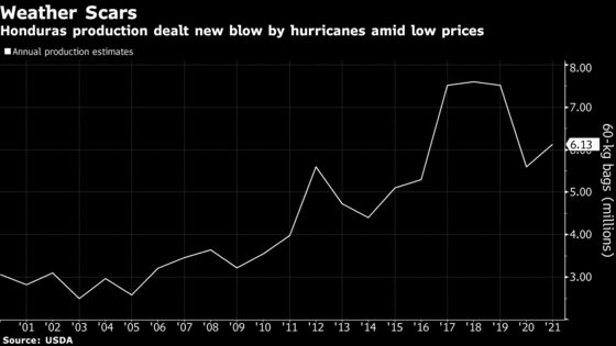 Honduras Coffee Growers Face Escalating Woes After Hurricanes