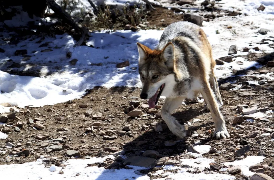 Scientists say a continuous border would make it difficult for endangered animals such as the Mexican gray wolf to disperse across the border to reestablish a population or bolster a small existing population.