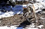 Scientists say a continuous border would make it difficult for endangered animals such as the Mexican gray wolf to disperse across the border to reestablish a population or bolster a small existing population.