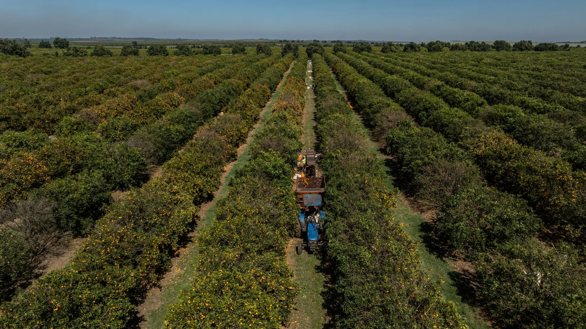Workers harvest oranges at a citrus farm in Aguai, Sao Paulo state, Brazil, in August 2025.&nbsp;