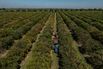 A Citrus Harvest Following Tariff Exemption Of Brazilian Orange Juice