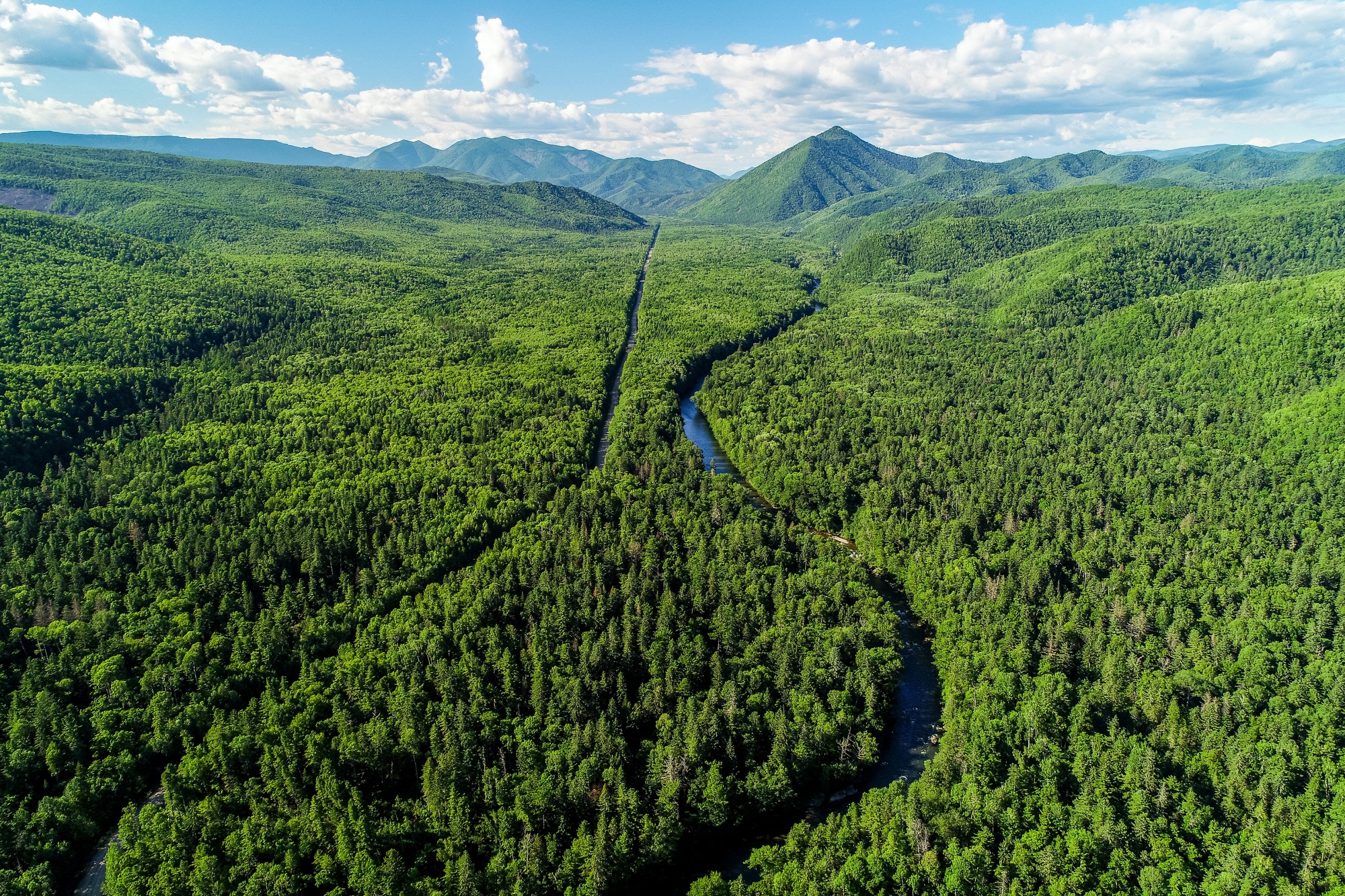 Russia Forest