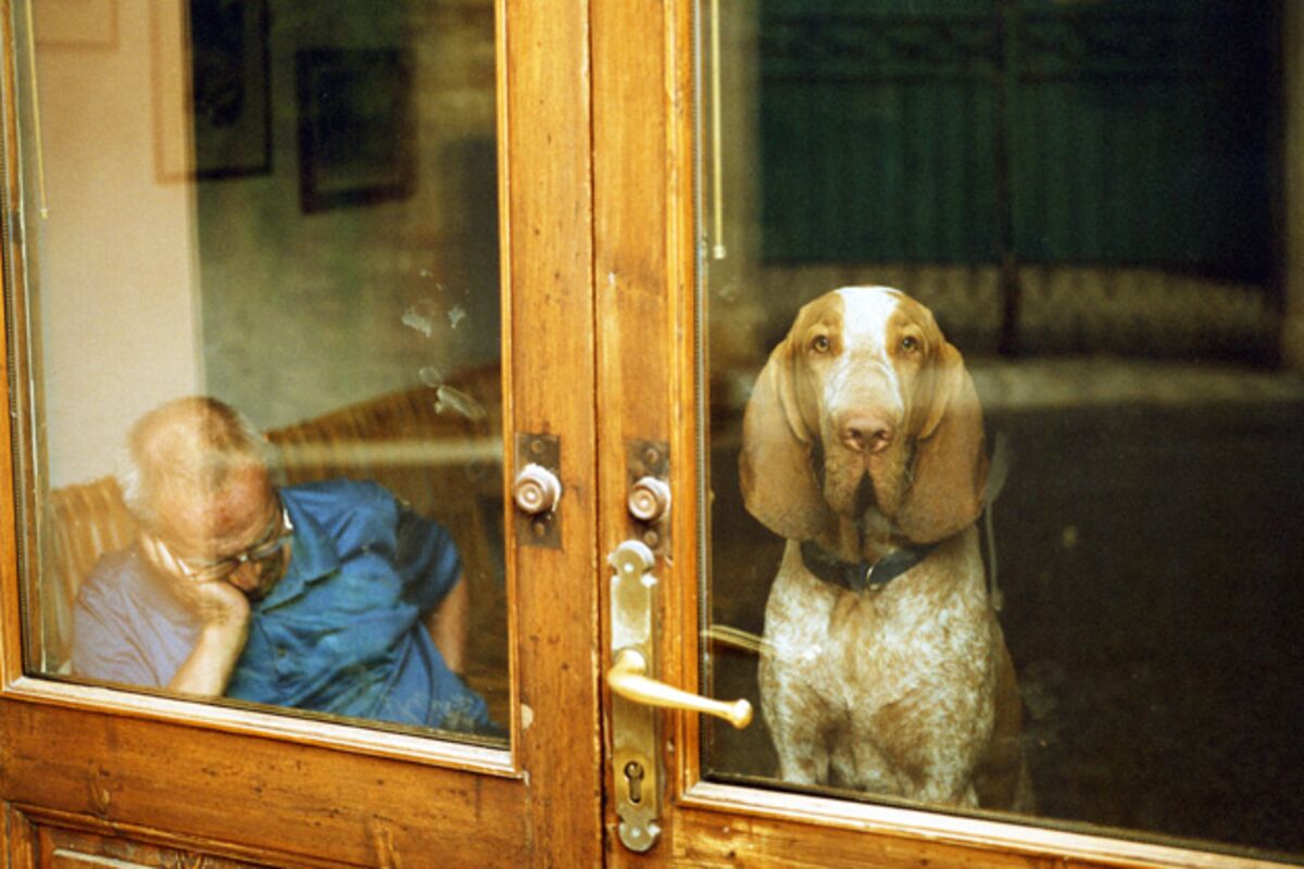 Odd Jobs: Prosthetic Dog-Testicle Maker - Bloomberg