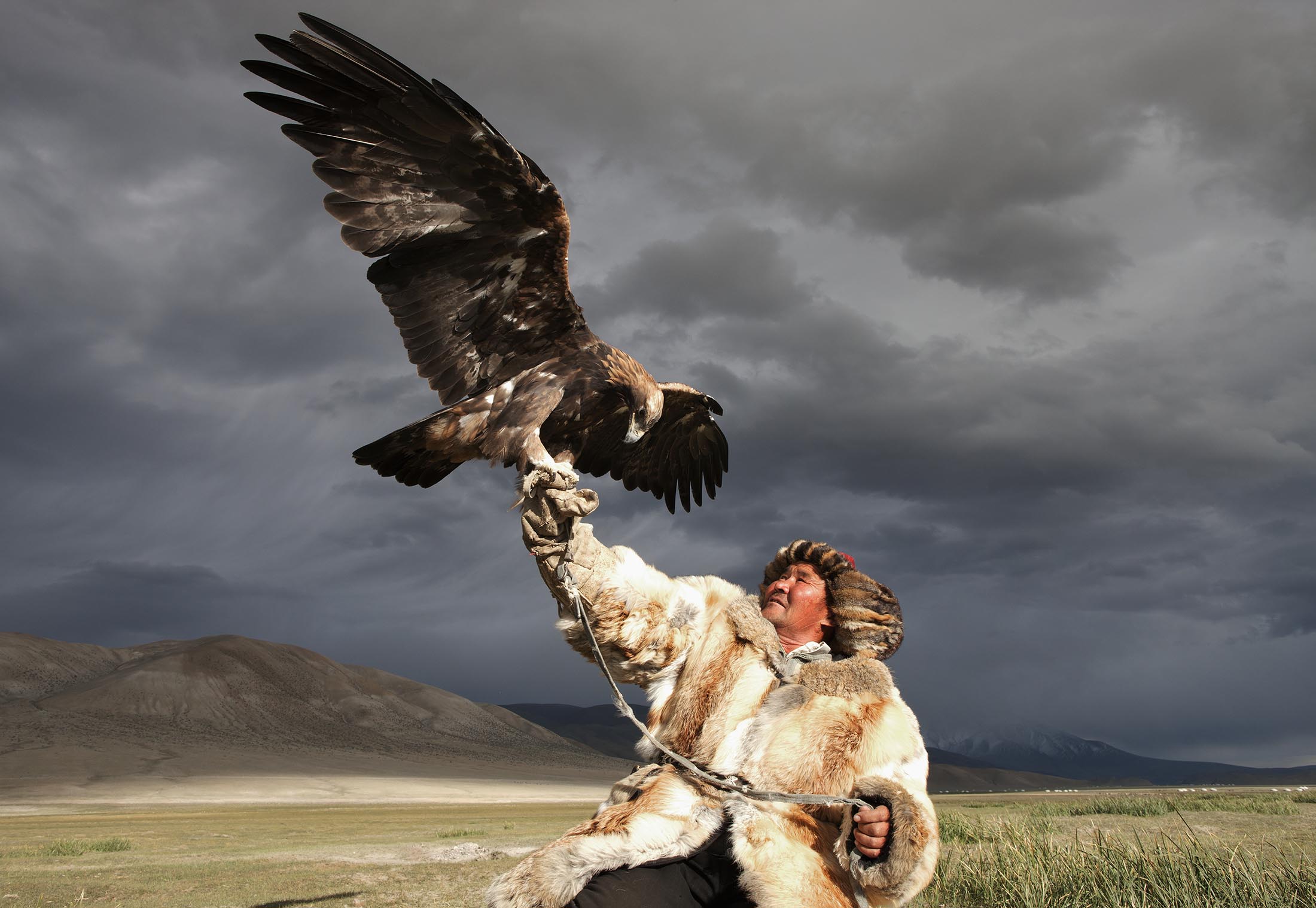 golden eagle hunting goat