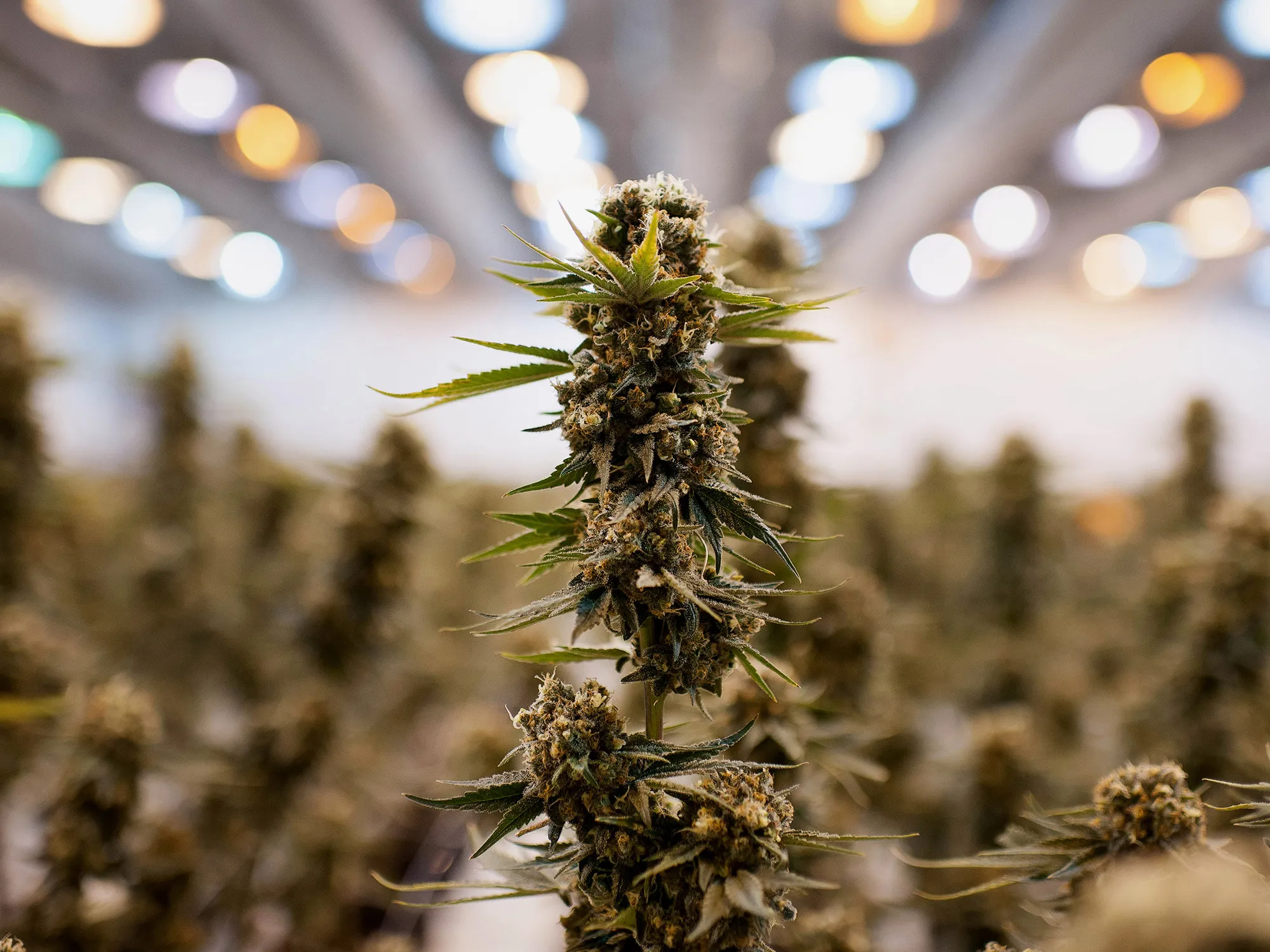 Nearly matured marijuana plants.