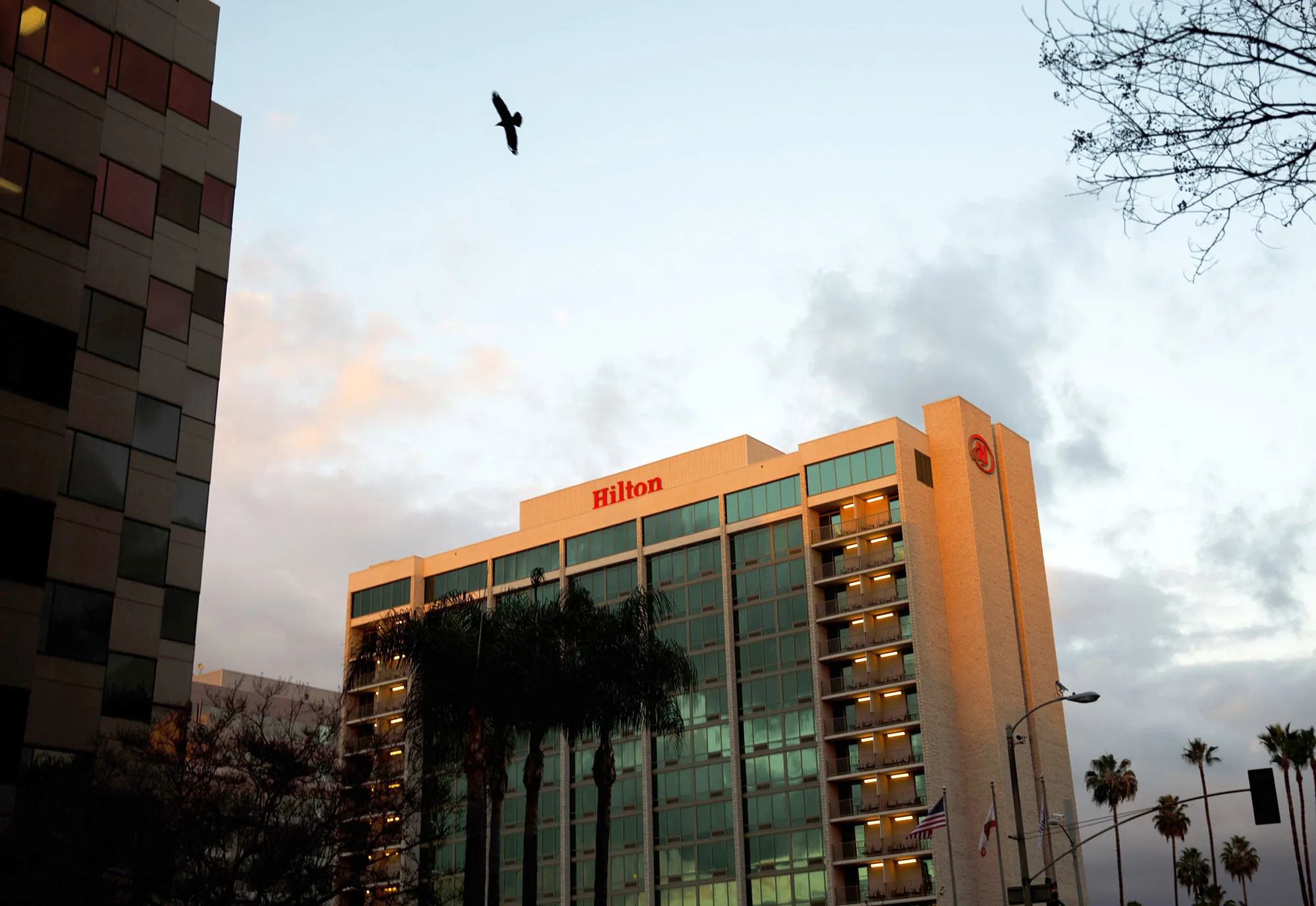 A bird flies near the Hilton Pasadena hotel in Pasadena, California.