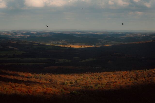 Three turkey vultures soar over a vast forest seen from the Hawk Mountain Sanctuary in Kempton, PA on November 10, 2020. 