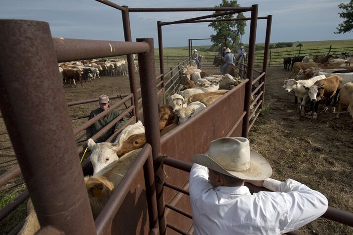 Cowboy cattle roundup