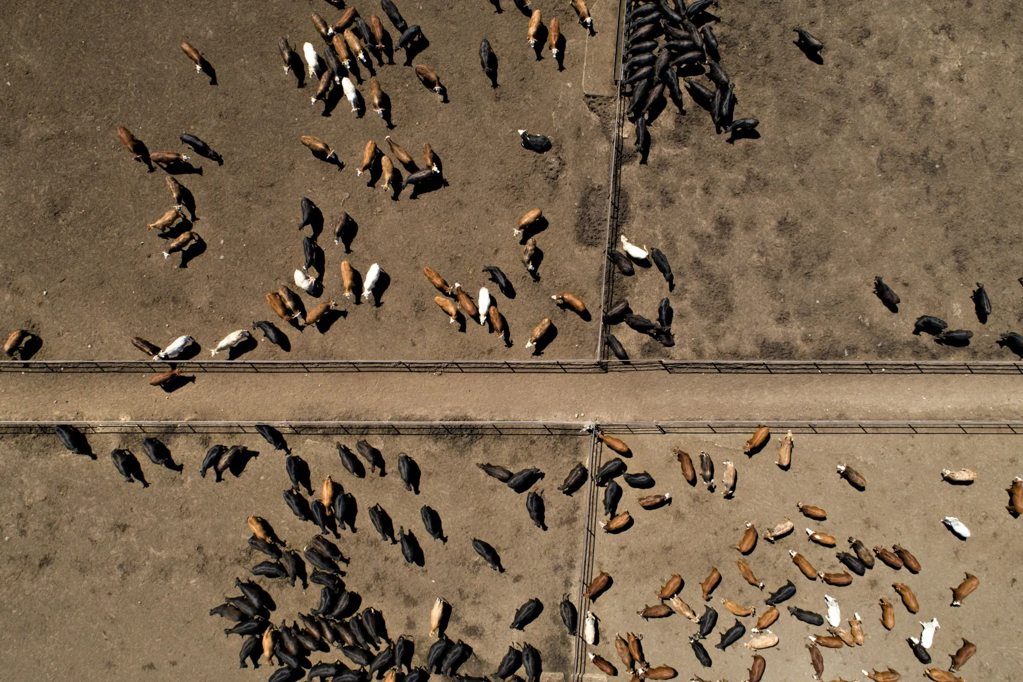 Operations At Texana Feeders Beef Cattle Feedlot As Trump Led U.S. To Brink Of Trade War