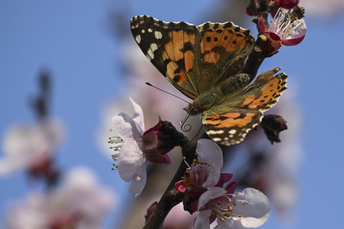 assets.bwbx.io image