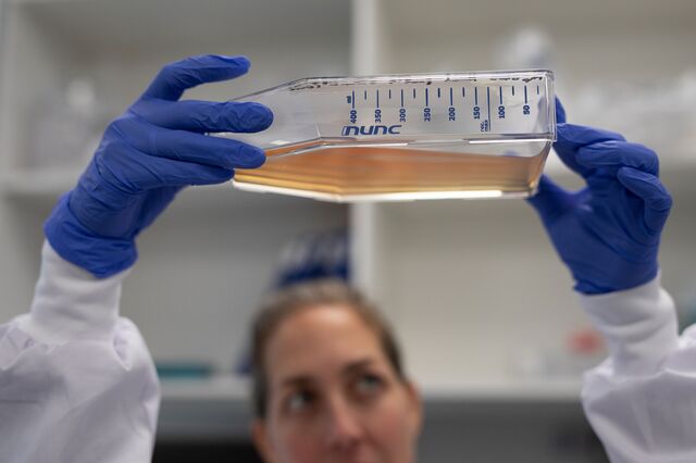 Researcher Dr. Carmel Braverman-Gross holds a cell culture flask with bovine cells attached to the surface in the R&D Center of Aleph Farms, in Rehovot, Israel, on Sunday, November 27, 2022. The flask contains the growth medium that feeds the cells with nutrients