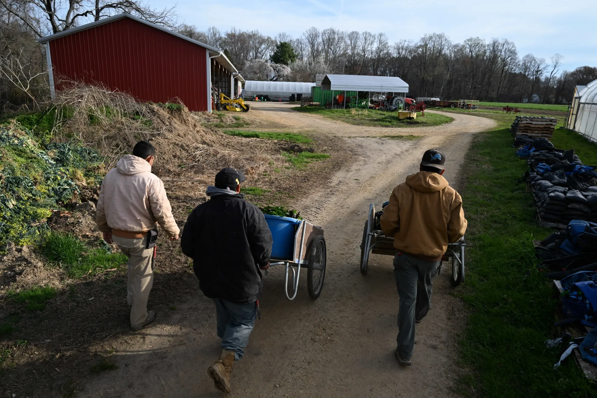 Workers push carts with freshly picked chard at a farm in Leonardtown, Maryland.