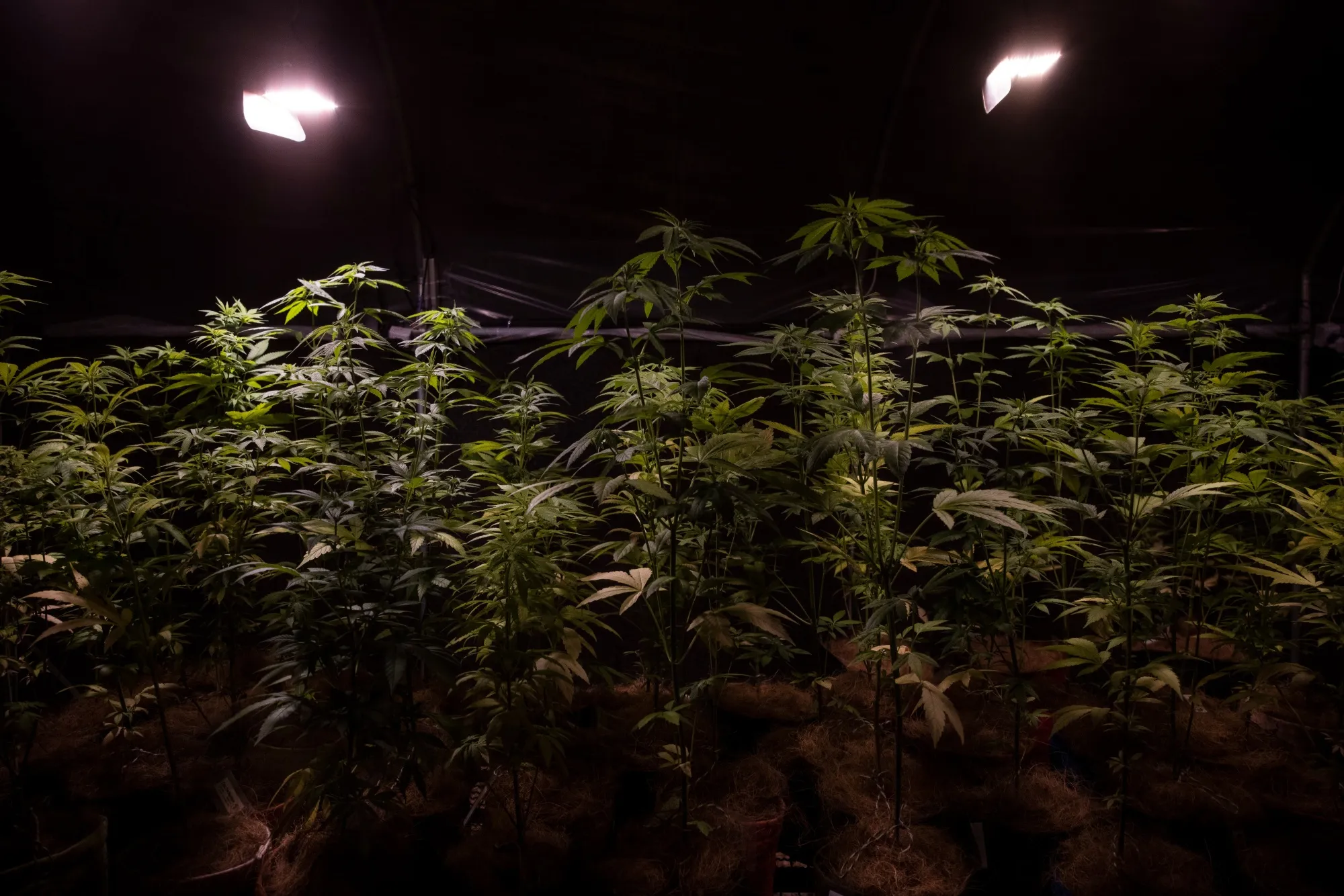 Cannabis plants grow at the Brazilian Cannabis Phytotherapy Club in Maripora, Sao Paulo state, Brazil.