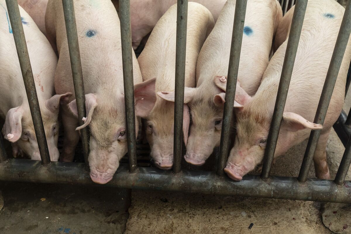 How does one of the world's biggest pork firms go bust during a