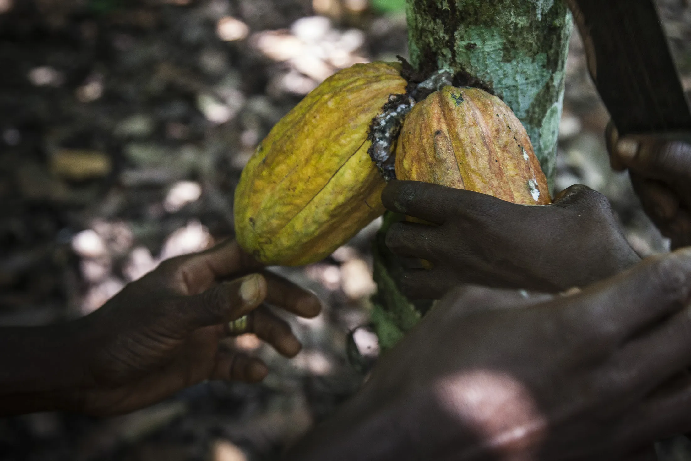 Workers harvest cocoa fruit from trees on a cocoa plantation in Agboville, Ivory Coast, on Sept. 1, 2015.
