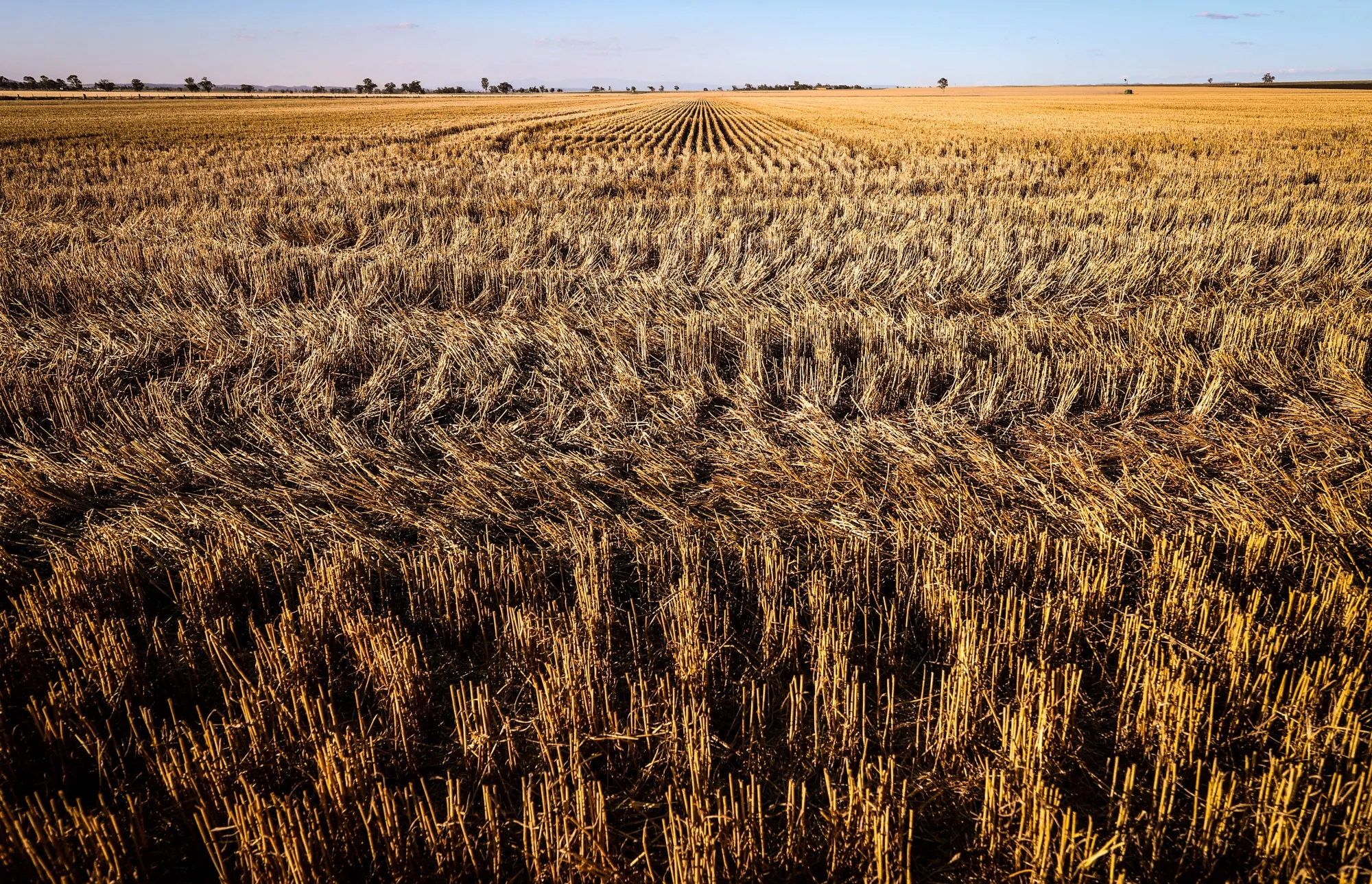 Russia, the top wheat shipper, is imposing stricter-than-expected export measures after President&nbsp;Vladimir Putin&nbsp;demanded action to cool domestic food inflation.