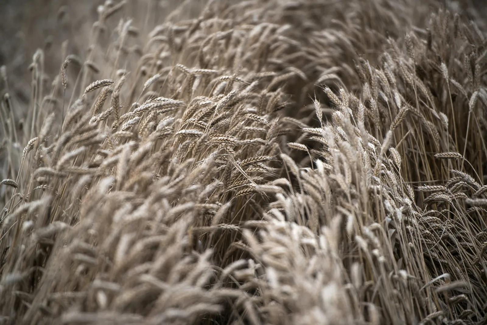 Wheat Harvest And Dairy Farming At Bonafarm Group Plant