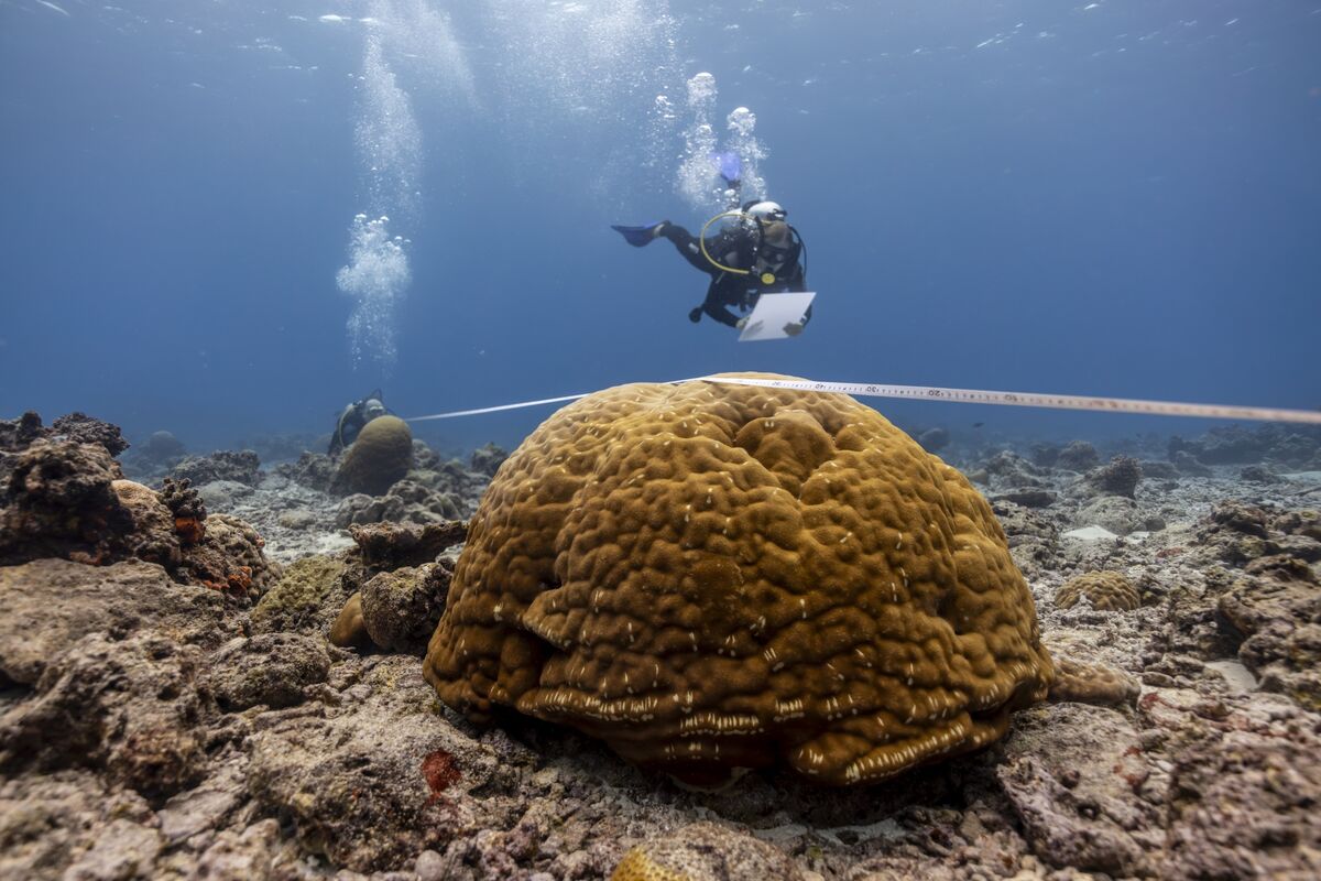Scientists Found the Coral Reefs That Can Survive Climate Change