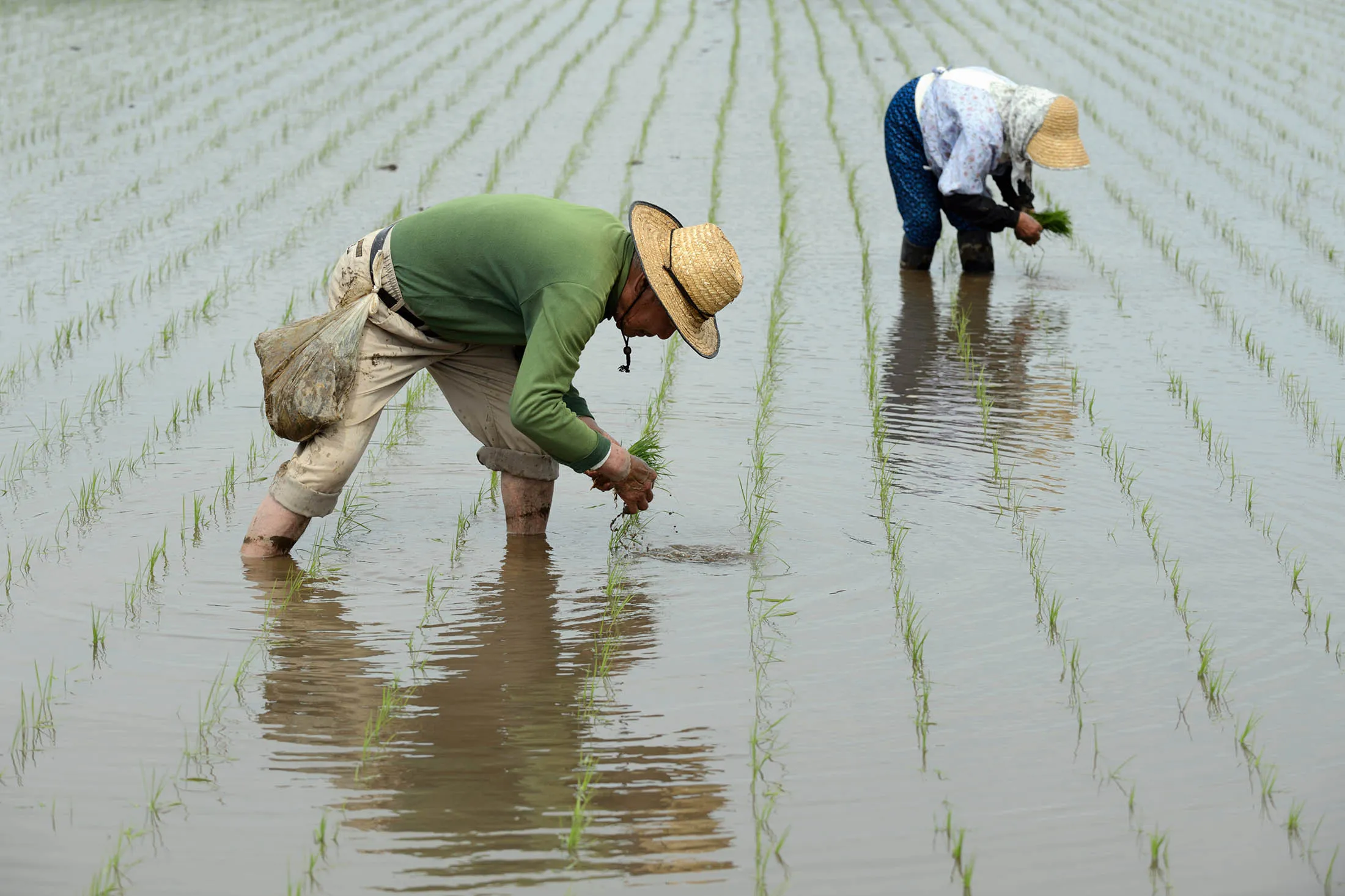 Farmers plant rice seedlings in a paddy rice field in Narita City, Chiba Prefecture, Japan, on Wednesday, April 29, 2015.
