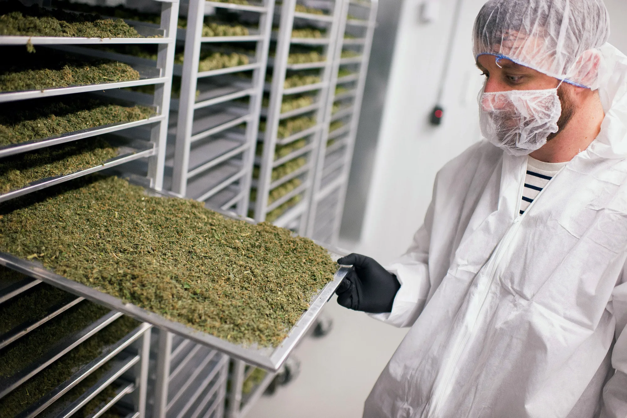Operations Inside The Tweed Inc. Production Facility As Trudeau Win Signals Gains For Marijuana Stocks