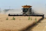 A farmer harvests winter wheat near Brunkild, Manitoba in August 2020.