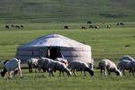 Sheep and goats graze in front of a ger in a field in Tuv province, Mongolia, on Sunday, Aug. 9, 2015.
