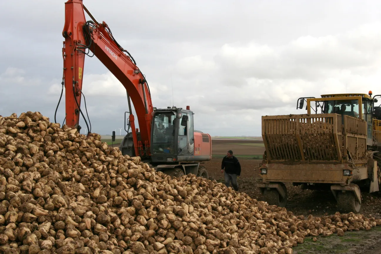 A crane loads sugar beets in a field for transport to a nearby processing plant in northern France.