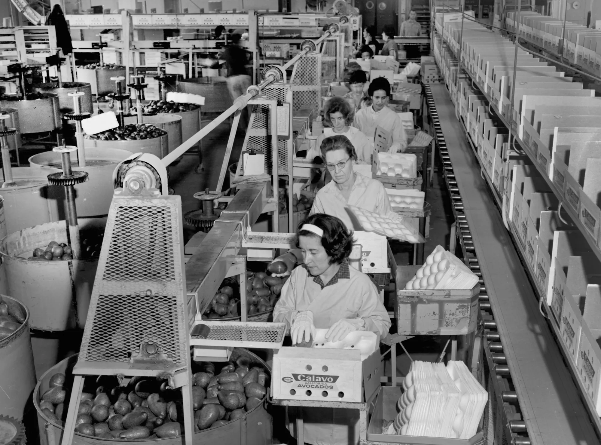 Putting in the hours, California,&nbsp;1950s.