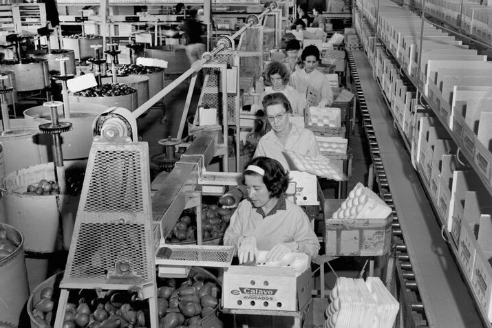 Avocado Packing Plant in California