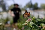 relates to Pollinator Cities Really Could Save the Monarchs