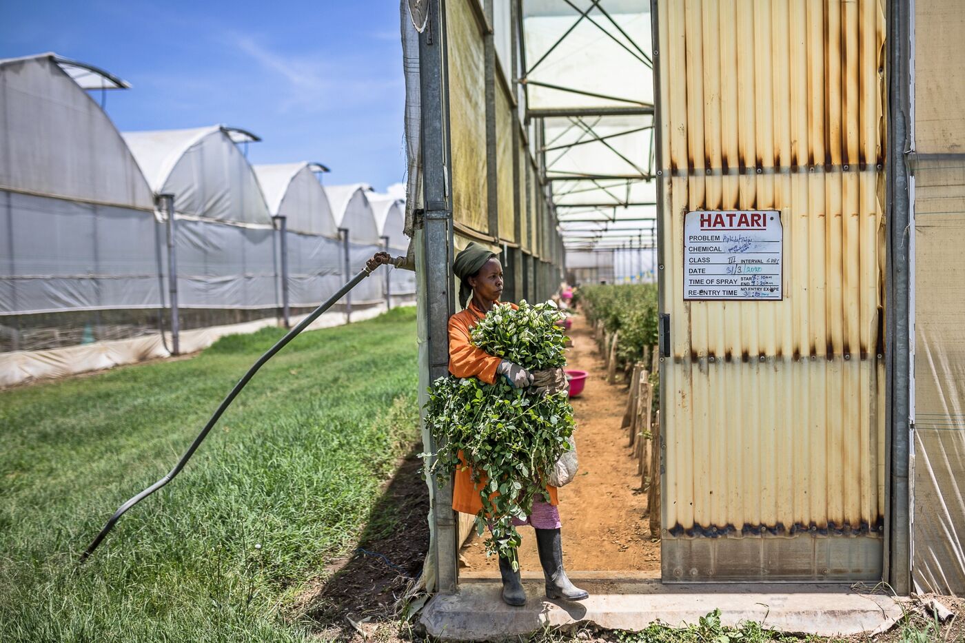 Flower Problem The Crash of the $8.5 Billion Global Flower Trade