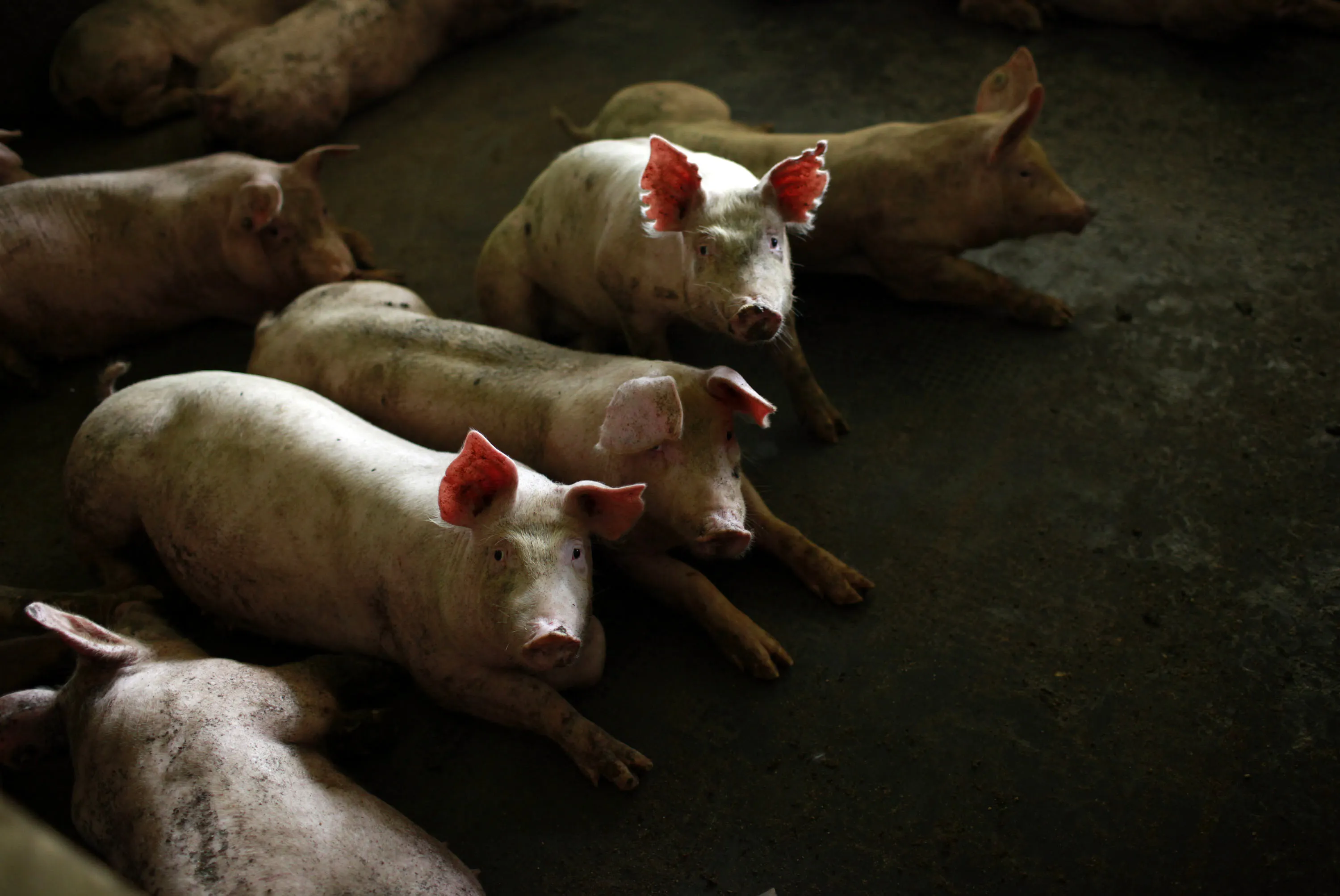 Pork Prices In China