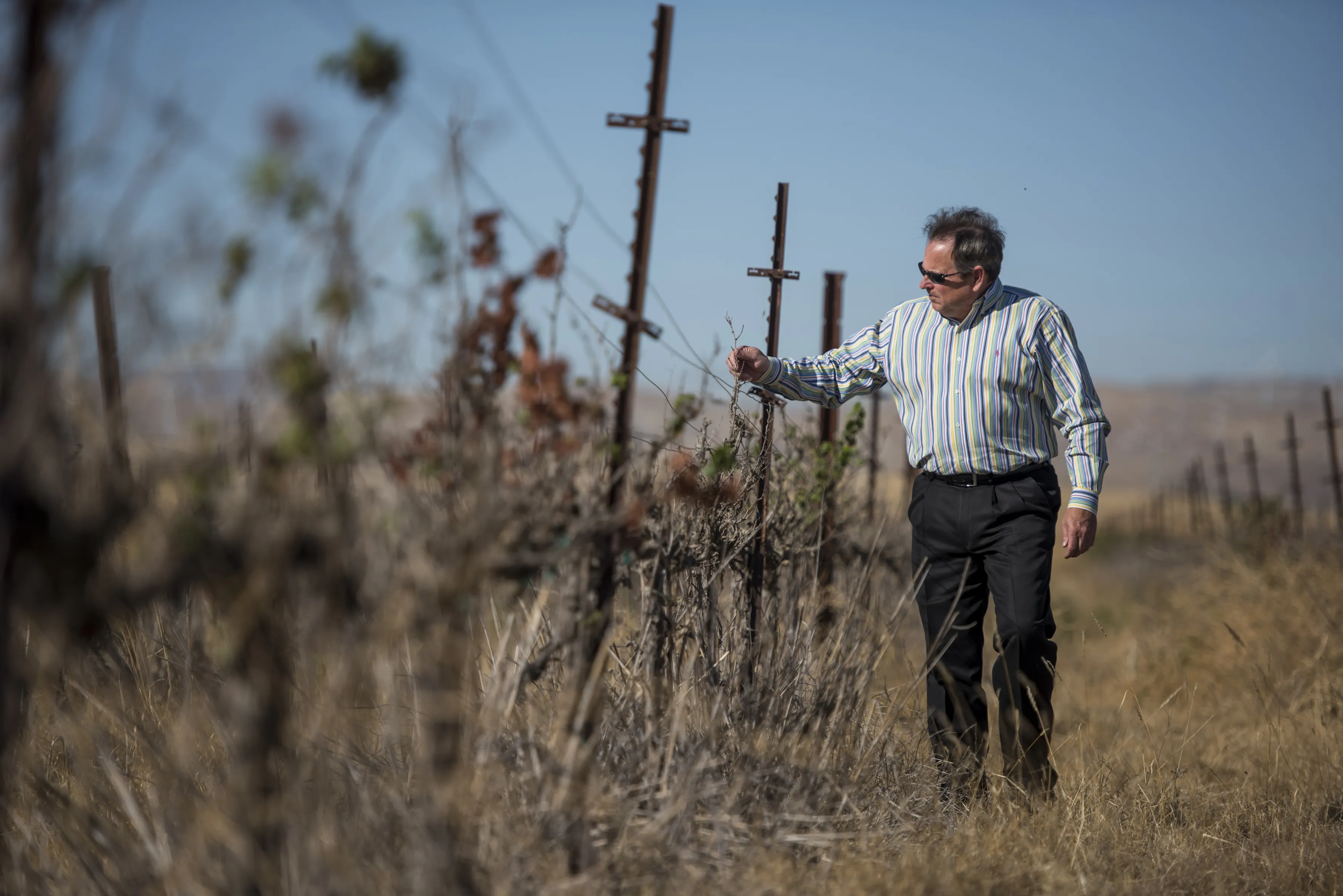 Byron Bethany Irrigation District's Rick Gilmore inspects dried grape vines at the Clifton Court Vineyard in California. Photographer: David Paul Morris/Bloomberg
