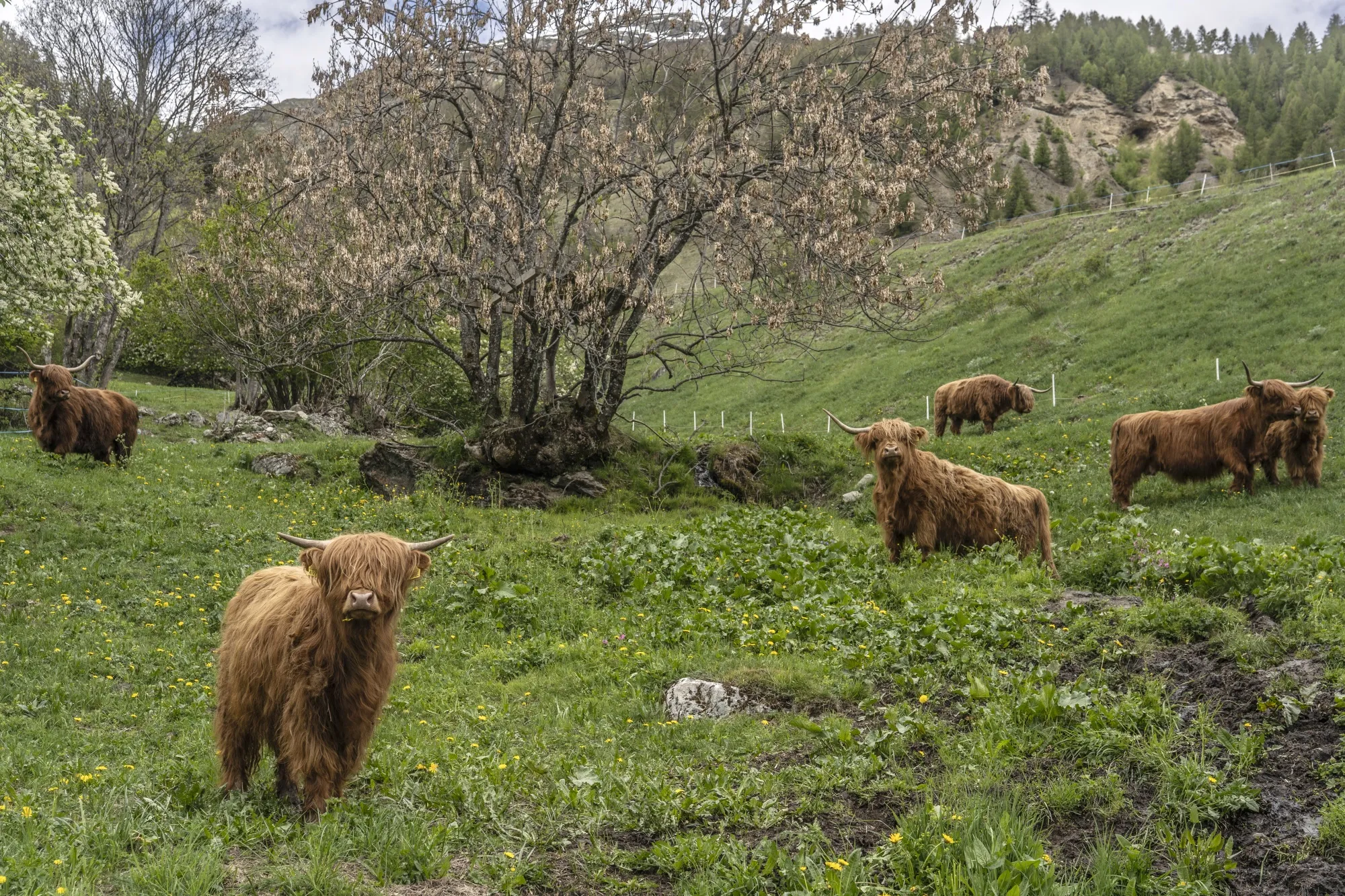 Four long-haired brown cows graze on a green hillside.