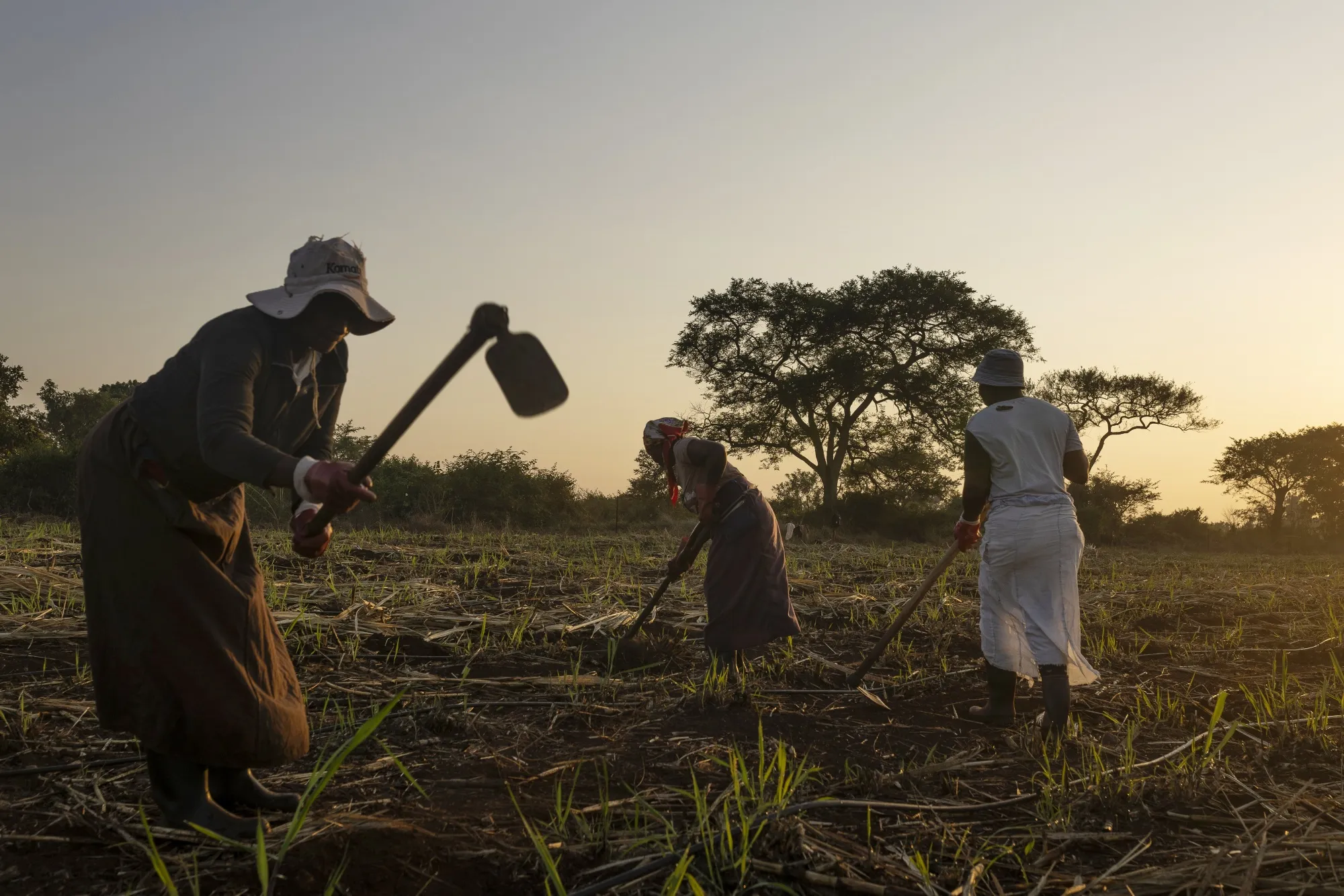 Workers till a sugar field shortly after harvesting at Khanyangwane sugarcane project in South Africa's eastern district of Nkomazi.