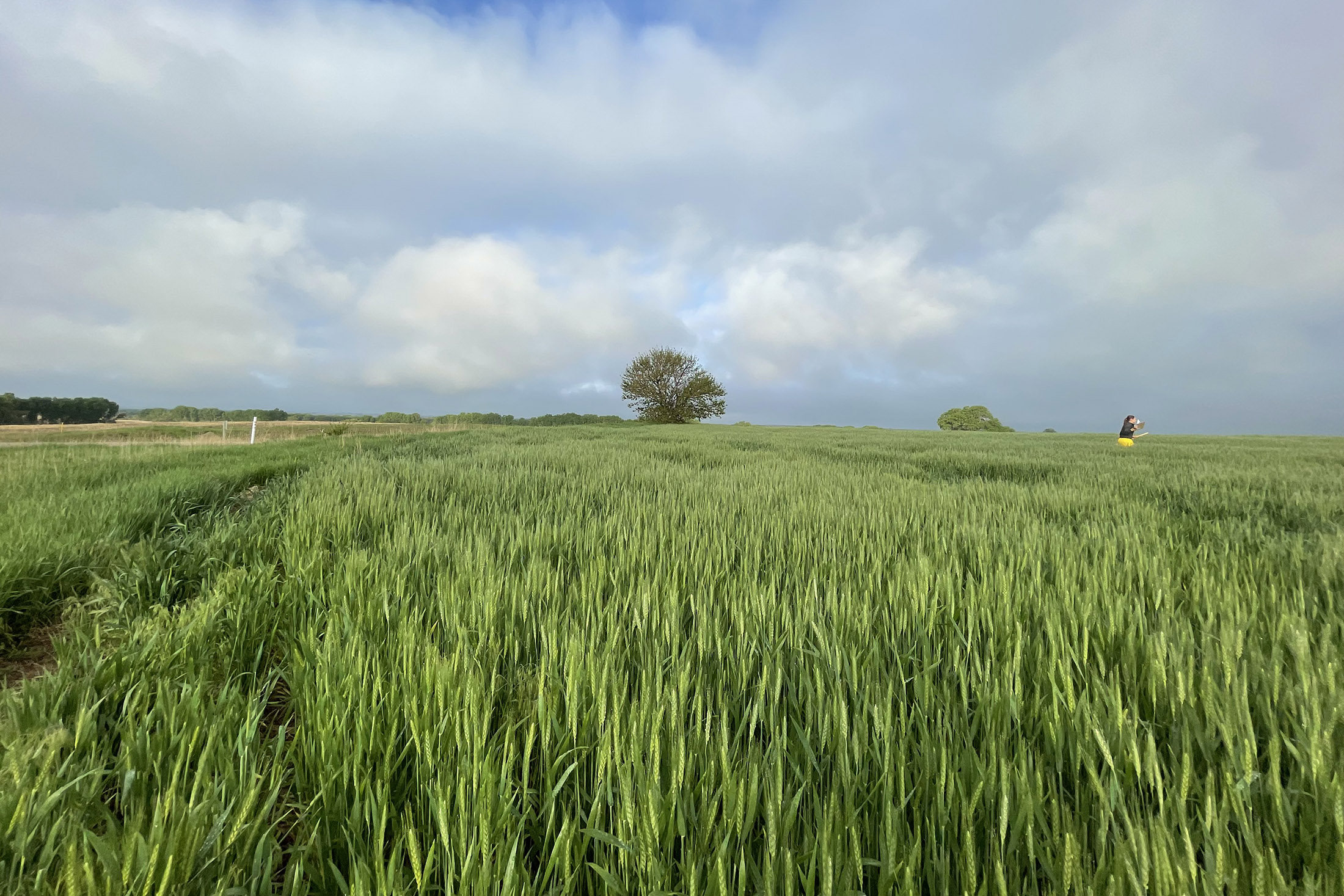 Possible Bumper Wheat Crop Raises Quality Concerns in Kansas Bloomberg