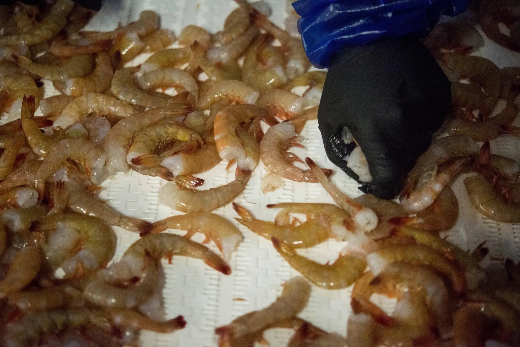 Operations Inside The Baton Rouge Shrimp Co. As Shrimping Season Is In Full Swing