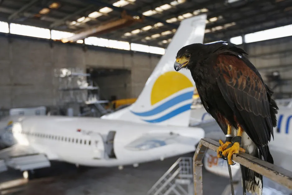 A Harris Hawk observes the aircraft hangar building near Belgrade's Nikola Tesla Airport.
