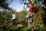 Fruit pickers pick apples&nbsp;in an orchard on a farm in Egerton, U.K.