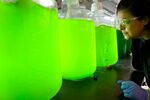 Research associate Emma Valdez checks on bottles of algae being cultivated for &#13;
biofuel research at the Sapphire Energy Inc. facility in San Diego, California&#13;
&#13;
