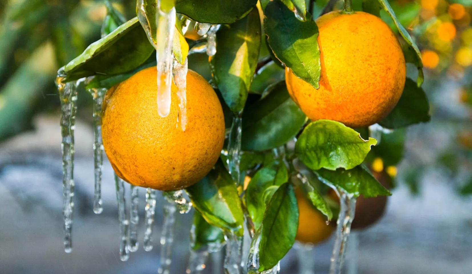 A cooling industry.