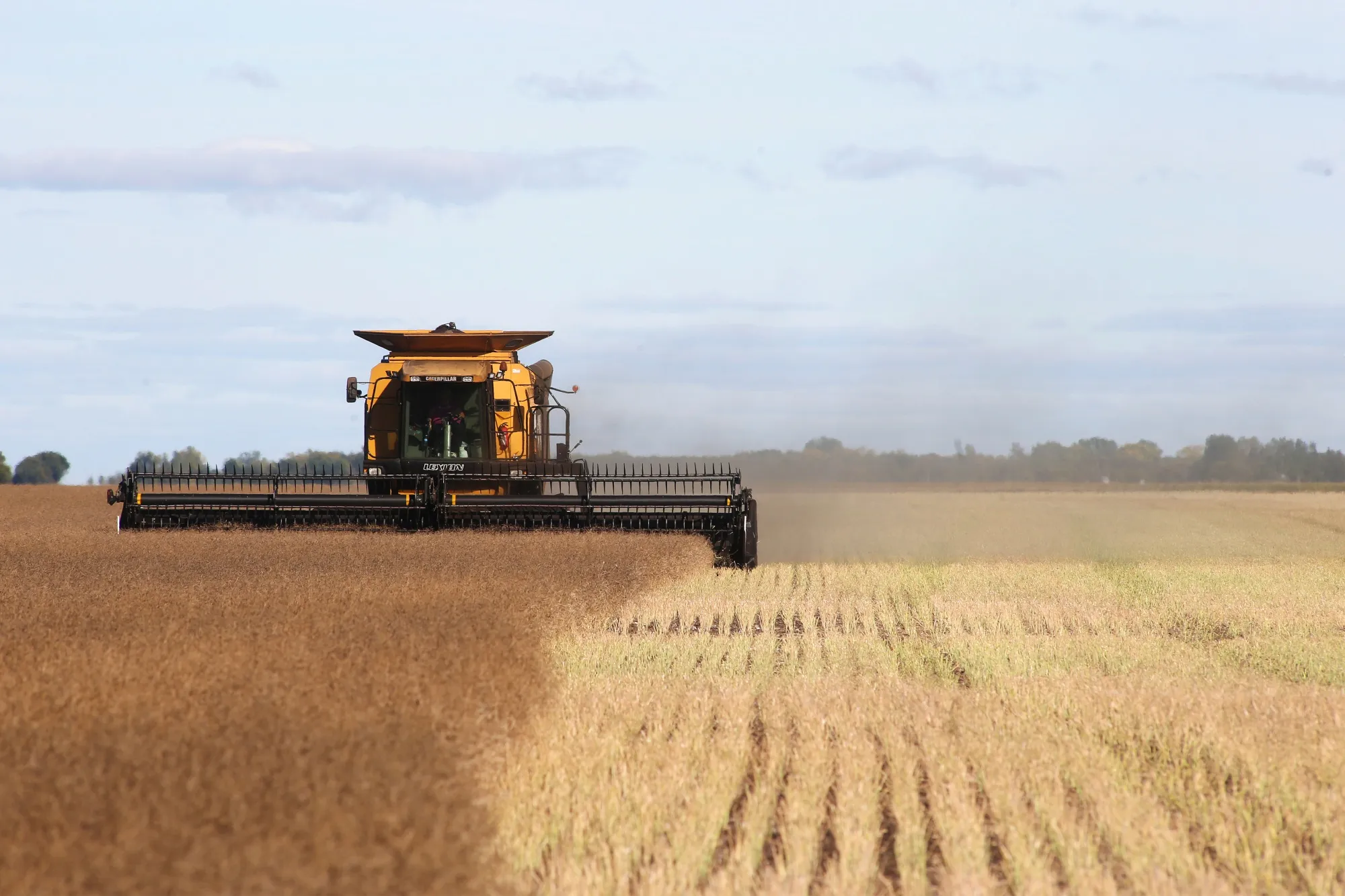 Canada's Canola Inventory Rises to Record as China Shuns Imports